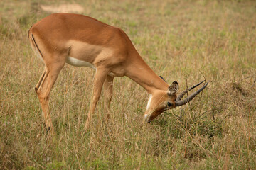 Schwarzfersenantilope / Impala / Aepyceros melampus