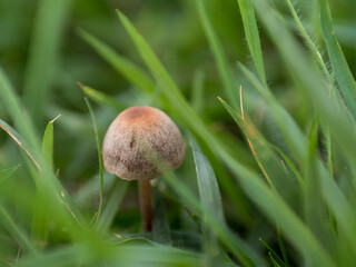 草むらのキノコ