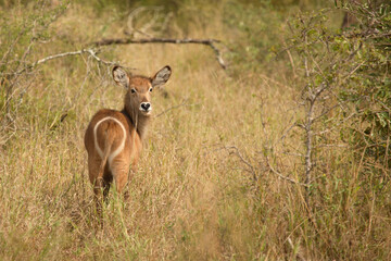 Wasserbock / Waterbuck / Kobus ellipsiprymnus