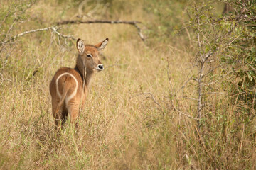 Wasserbock / Waterbuck / Kobus ellipsiprymnus