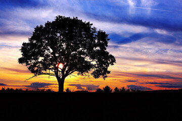 Colorful sky with sunset and big tree . Nature background.