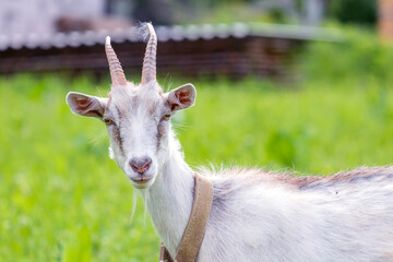 Goat looks with interest into the camera lens. Close-up portrait. Livestock