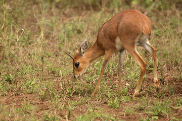 Afrikanischer Steinbock / Steenbok / Raphicerus campestris