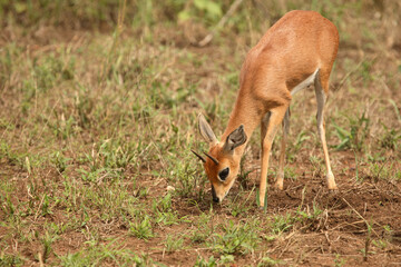 Afrikanischer Steinbock / Steenbok / Raphicerus campestris