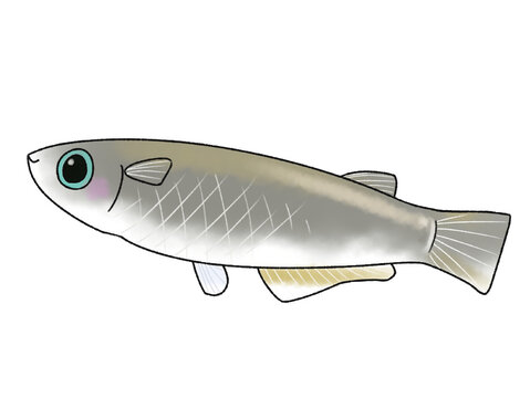 めだか の画像 1 746 件の Stock 写真 ベクターおよびビデオ Adobe Stock