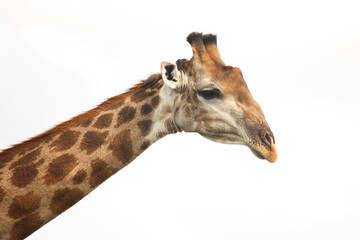 Giraffe / Giraffe / Giraffa Camelopardalis
