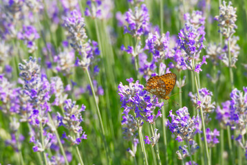 Marbled Fritillary butterfly (Brenthis daphne) perched on lavender plant in Zurich, Switzerland