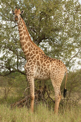 Giraffe / Giraffe / Giraffa Camelopardalis
