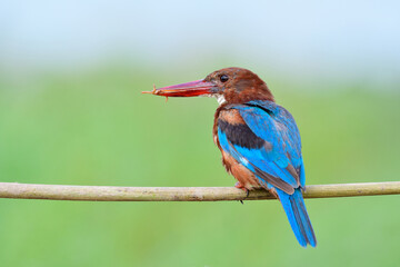 white-throated kingfisher unusually eating meal worm rather taking live fish from stream