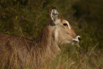 Wasserbock / Waterbuck / Kobus ellipsiprymnus