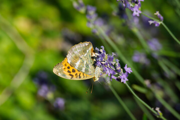 Silver-washed Fritillary butterfly (Argynnis paphia) with closed wings sitting on lavender in Zurich, Switzerland