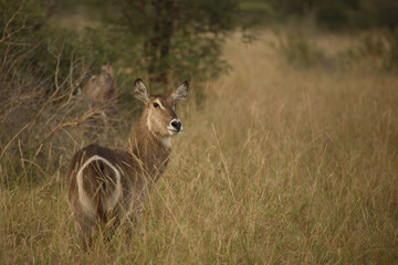Wasserbock / Waterbuck / Kobus ellipsiprymnus
