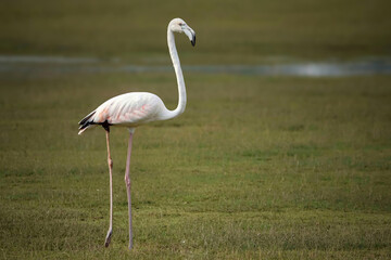 greater flamingo.Phoenicopterus roseus. flamingo portrait.