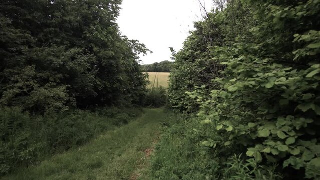 Natural walk path in the forest connecting to a field.