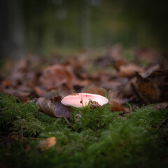 A toadstaol in the forest