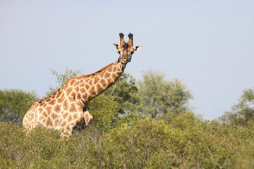 Giraffe / Giraffe / Giraffa Camelopardalis