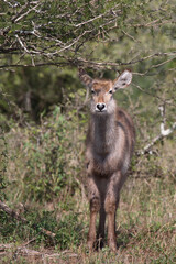 Wasserbock / Waterbuck / Kobus ellipsiprymnus