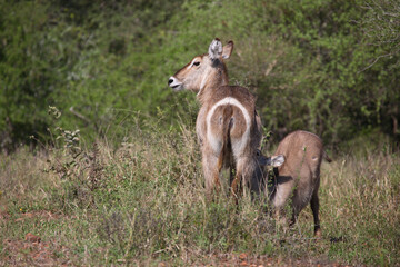 Wasserbock / Waterbuck / Kobus ellipsiprymnus