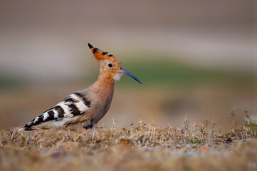 Eurasian Hoopoe or Common hoopoe (Upupa epops).