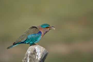 indian roller (Coracias benghalensis) eating insect.