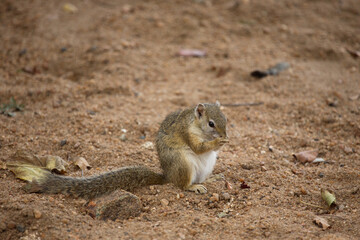 Ockerfußbuschhörnchen / Tree Squirrel / Paraxerus Cepapi
