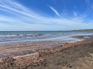 haverdal, halland, halmstad, beach, ocean, algae, polution, seaweed