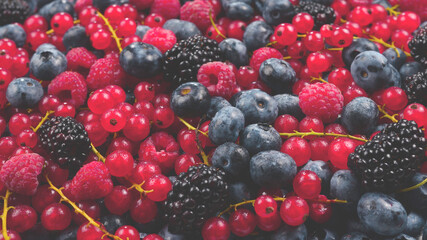 Blackberry, raspberry, blueberry,  red currant and mint background.