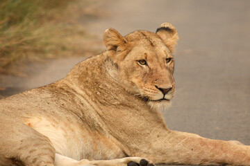 Afrikanischer Löwe / African Lion / Panthera Leo.