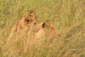 Afrikanischer Löwe / African Lion / Panthera Leo.