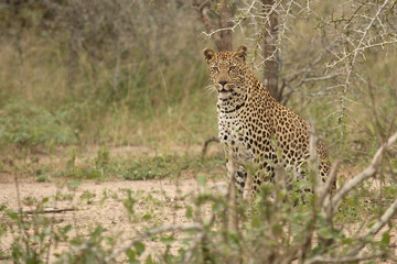 Leopard / Leopard / Panthera pardus.