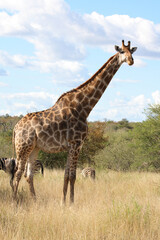 Giraffe / Giraffe / Giraffa Camelopardalis