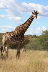 Giraffe / Giraffe / Giraffa Camelopardalis