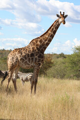 Giraffe / Giraffe / Giraffa Camelopardalis