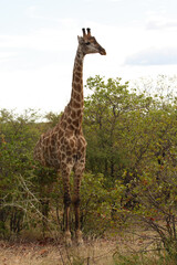 Giraffe / Giraffe / Giraffa Camelopardalis