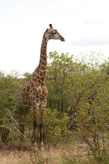 Giraffe / Giraffe / Giraffa Camelopardalis