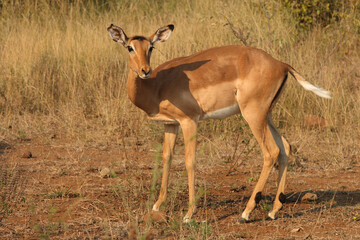 Naklejka premium Schwarzfersenantilope / Impala / Aepyceros melampus
