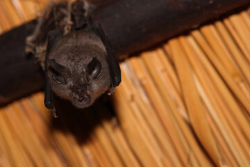 Kaphufeisennase / Cape horseshoe bat / Rhinolophus capensis