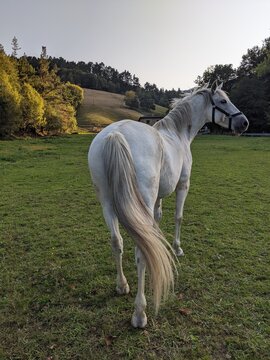 Caballo blanco moviendo la crin de la cola