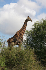 Giraffe / Giraffe / Giraffa Camelopardalis