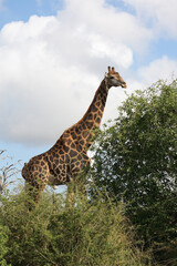 Giraffe / Giraffe / Giraffa Camelopardalis