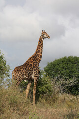 Giraffe / Giraffe / Giraffa Camelopardalis