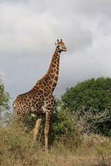 Giraffe / Giraffe / Giraffa Camelopardalis