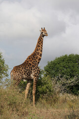 Giraffe / Giraffe / Giraffa Camelopardalis