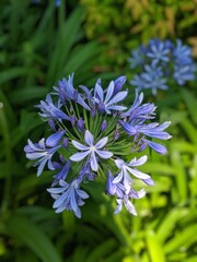 Agapanthus africanus Hoffmanns., tuberosa azul, ​ lirio africano o agapanto africano, especie de la subfamilia Agapanthoideae de las aamarilidácea