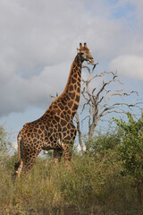 Giraffe / Giraffe / Giraffa Camelopardalis