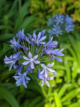 close up of a blue flower