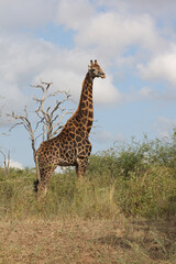 Giraffe / Giraffe / Giraffa Camelopardalis