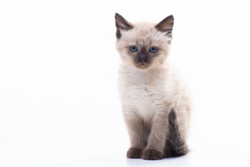 Small kitten Siamese Thai breed. A cat with blue eyes and a beige color. Isolated on white background.