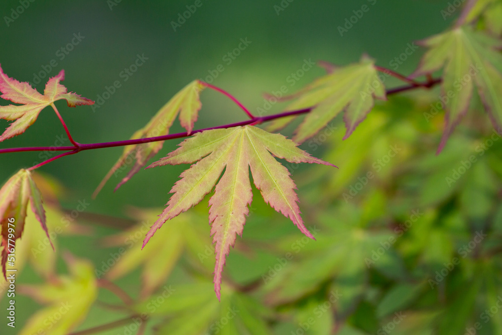 Wall mural green spring leaves of amur maple tree. japanese maple acer japonicum leaves on a natural background