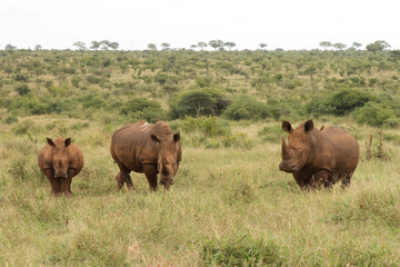 Breitmaulnashorn / Square-lipped rhinoceros / Ceratotherium simum.